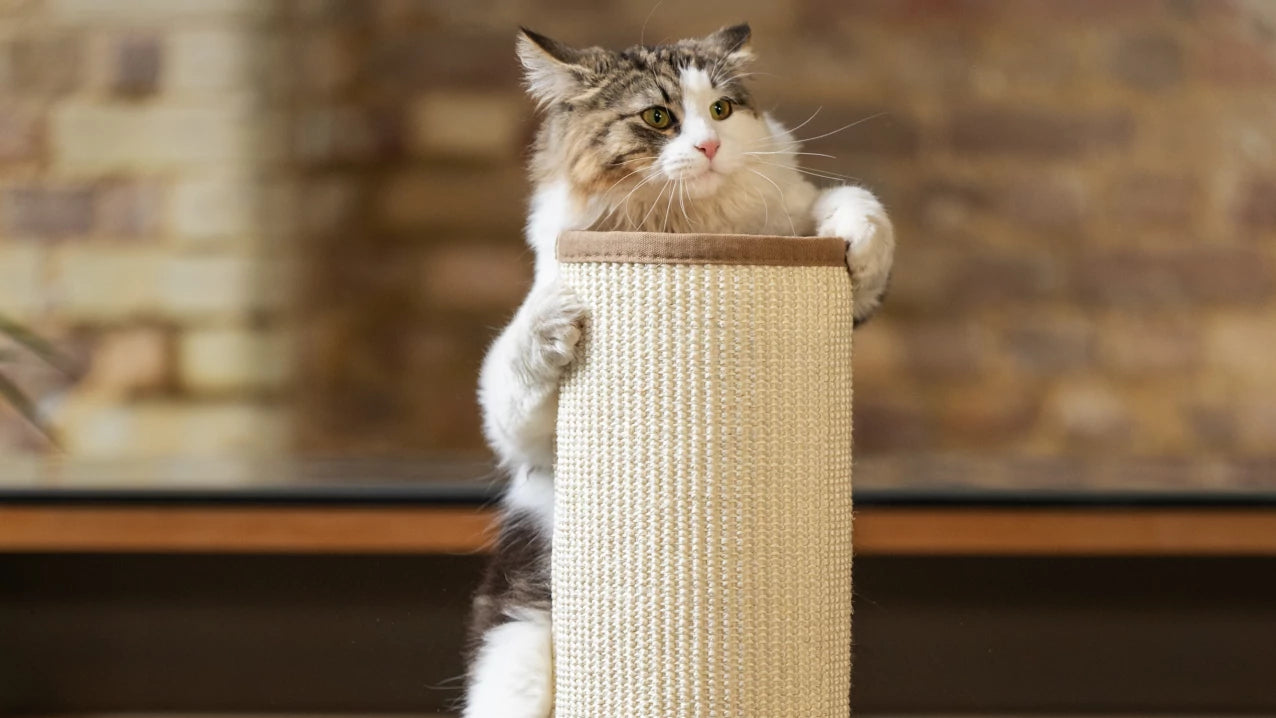 Designed to survive a feline attack. Taller stronger sturdier. The Switch Light Up Cat Scratching Post
