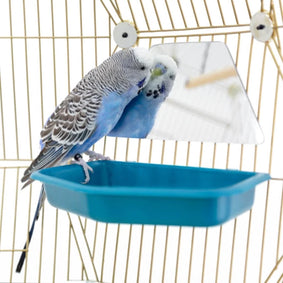 Mirror toys are often first on a bird owner’s list of must-haves