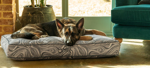 German shepherd on a large comfortable omlet cushion dog bed