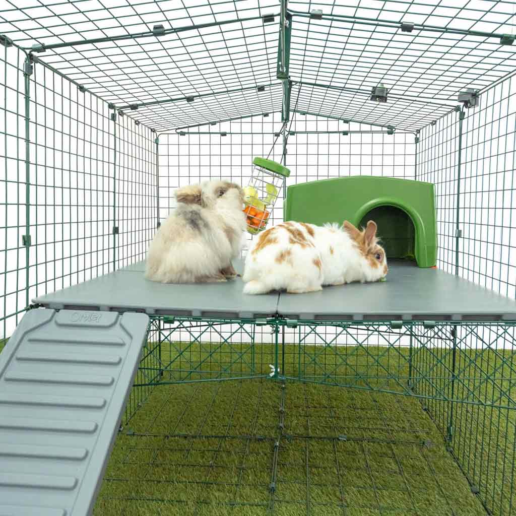 Zippi ramps and platforms create new heights and space for rabbits to play