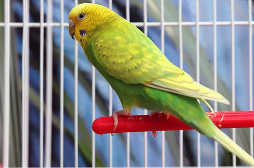 Where to Position a Budgie Cage