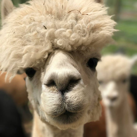 Alpacas have a calm and gentle demeanor