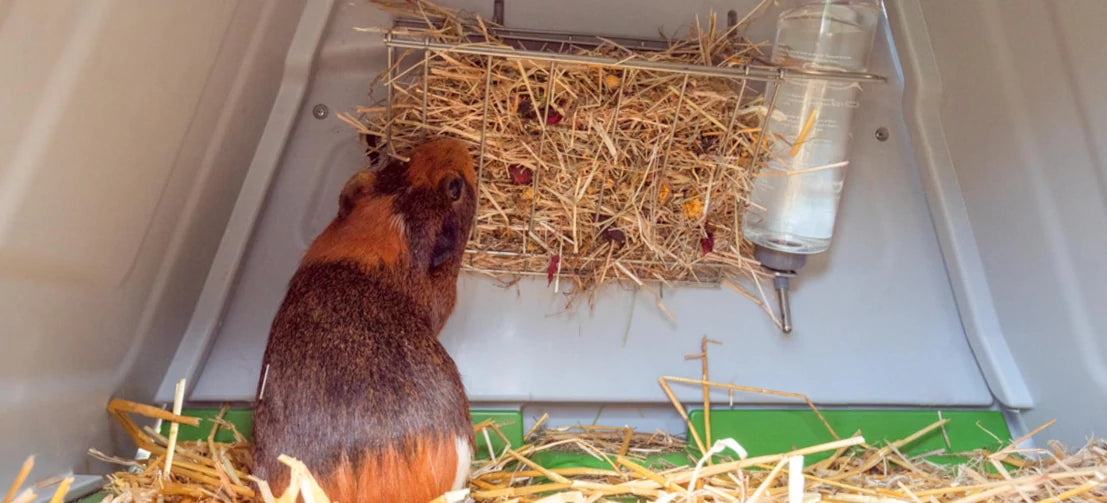 Guinea pig eating hay in the Eglu Go hutch rack