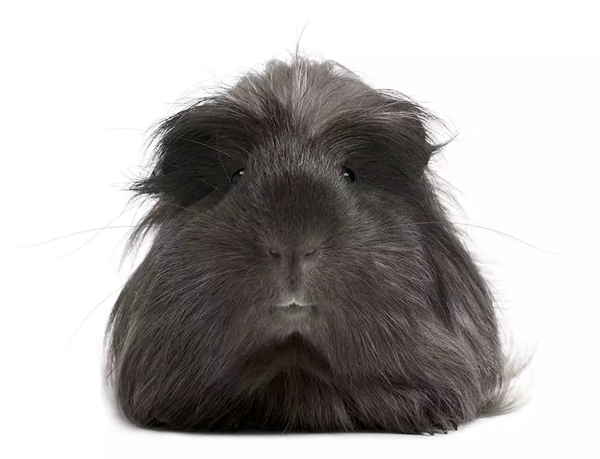 Summer can be a challenging time for our furry friends, especially guinea pigs, who are sensitive to high temperatures