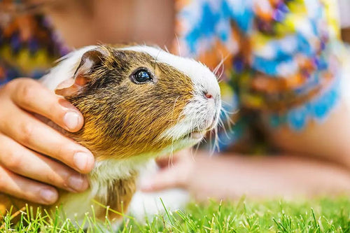 Guinea pigs are intelligent little animals that can actually be trained to do some basic actions
