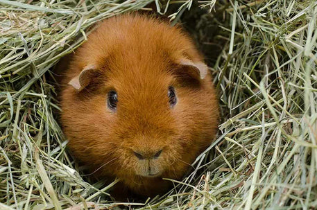 Some guinea pigs can be trained quite easily, whereas others might not be able to learn