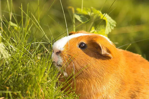 guinea pigs love grass