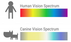 Vision spectrum for humans and canines