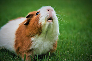 Give your guinea pig regular health checks