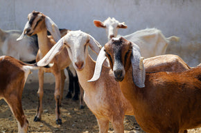 Goats will come when you call once they know you have treats