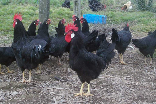 Minorca chickens