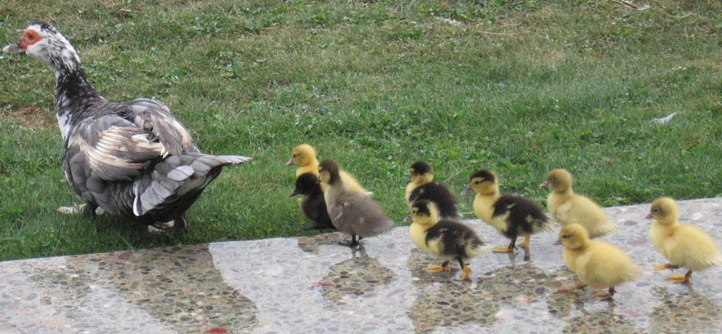 muscovy mum with ducklings