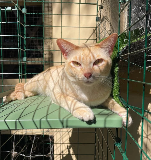 omlet catio tunnels are safe and secure