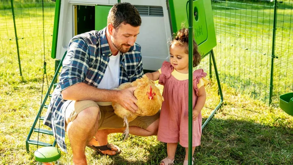 Omlet Cube, the large hygienic chicken coop for healthy chickens