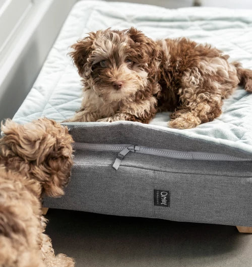 Topology dog beds last ages  - puppy to senior