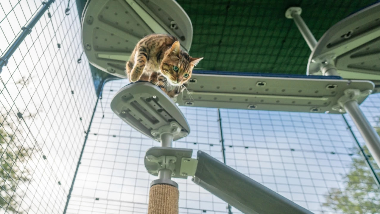 outdoor freestyle cat tree by omlet is fully adjustible for your cats