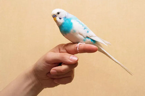 To make the bird believe that your finger is the best perch in the world, bribe him with millet