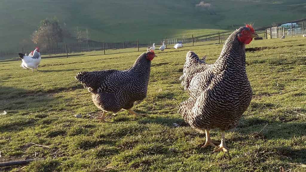 The old fashioned breeds of chooks rest up after 8 to 9 months of laying each year and take a well-deserved break