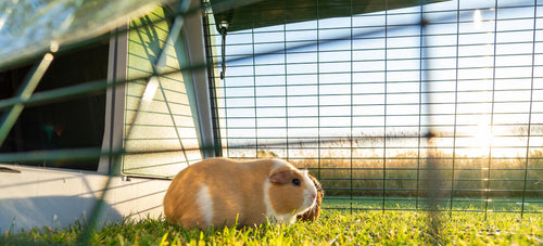 Two Guinea Pigs content, safe and sound in their Eglu Go with Run