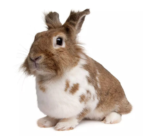 Bathing your rabbit's eyes is a delicate process - be as gentle as you can