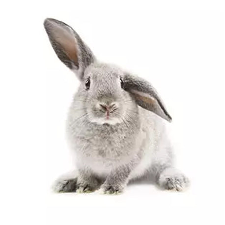 rabbit-hygiene.jpg__PID:42500c4e-b051-446d-8e1b-4587cb9ab0c8
