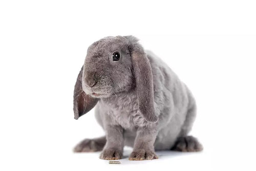 Unfortunately, rabbits can contract a number of different parasites