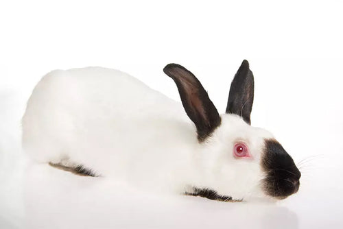 Mites can be very unpleasant for your rabbits, so it's best to take steps to prevent the problem