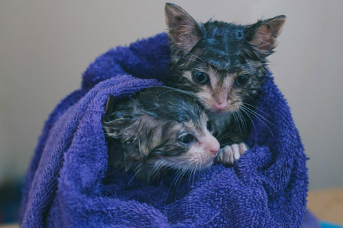 kittens a little unsure about being wet
