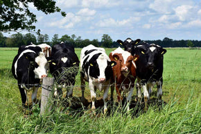 breeding cattle for productivity, disease resistance