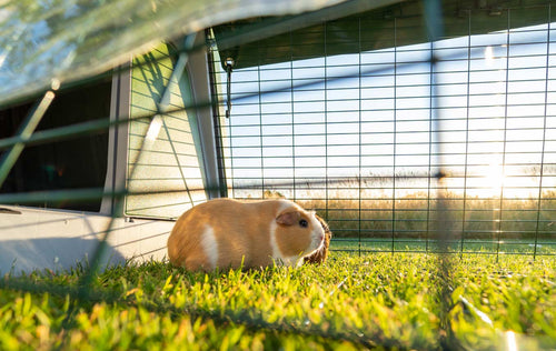 secure-fox-resistant-eglu-go-guinea-pig-hutch-with-run-by-omlet (1).jpg__PID:d3bfac91-c93d-4feb-98af-d77d87ddb34f