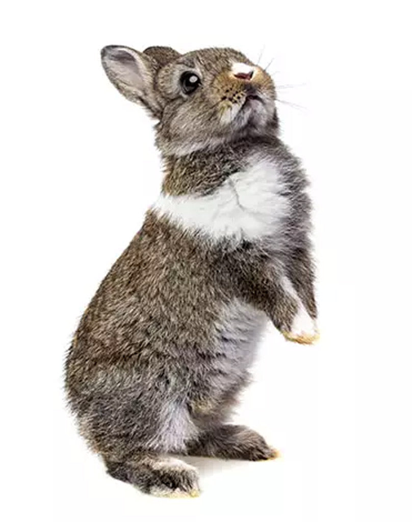 Rabbits make a few noises that you can differentiate. stand up rabbit