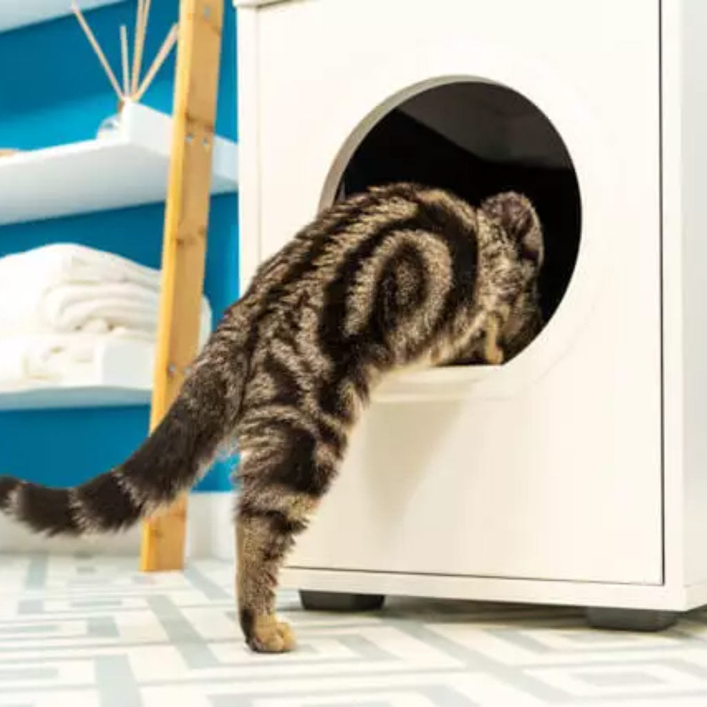 cat climbing into a walk-in Maya enclosed cat litter box