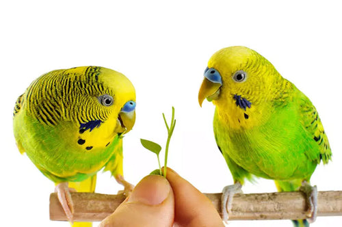 A pair of budgies will generally be happier than a single budgie