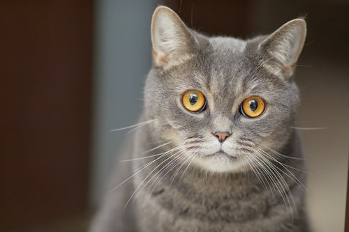 Cats have fantastic night vision and see 6 to 8 times better in the dark than humans