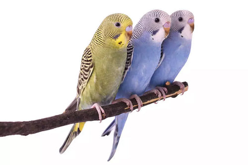 Budgies need perches for sleeping, playing, courting, singing and resting