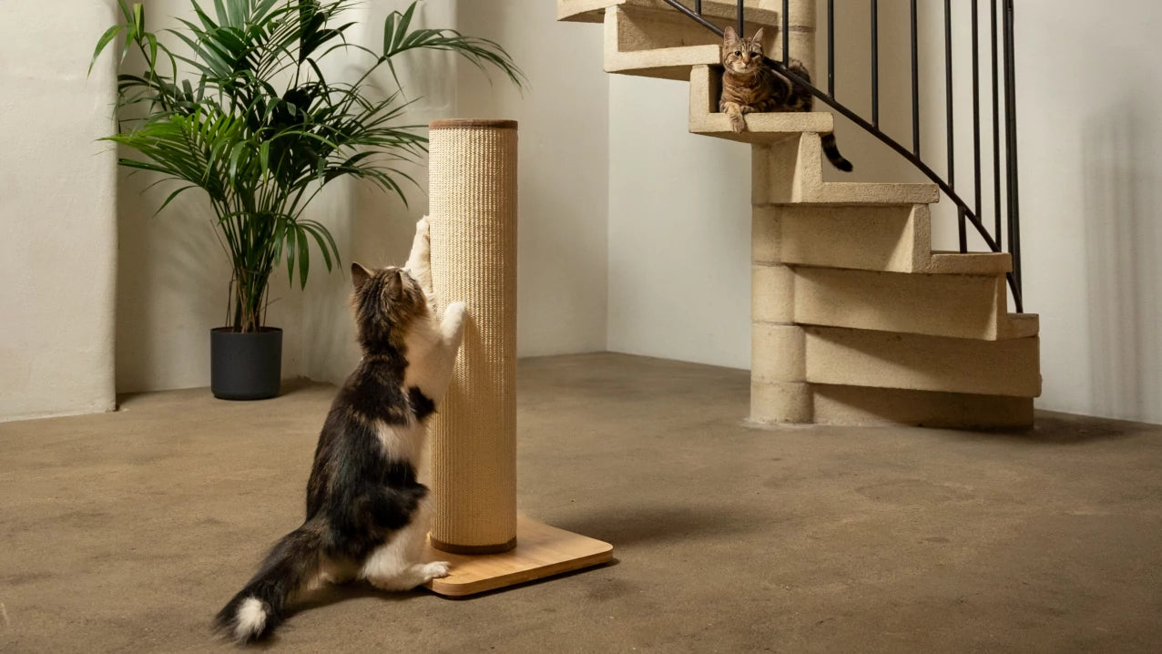 Ideal boredom buster for indoor cats. The Switch Light Up LED Cat Scratching Post