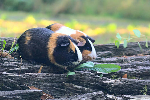 two-guinea-pigs-outdoors.jpg__PID:b95e67e5-5978-41eb-a0b4-0e5b240f127d