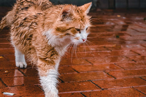 Wet cat walking