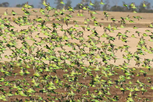 Budgies are inhabitants of Australia for more than five million years