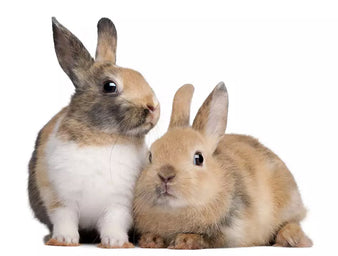 if you suspect your rabbit has flystrike, seek veterinary assistance without delay