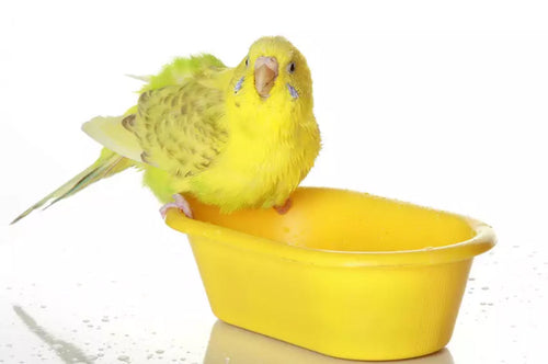 If you don’t provide a bird bath in the cage, your budgie will often do his best to wash in the drinking water