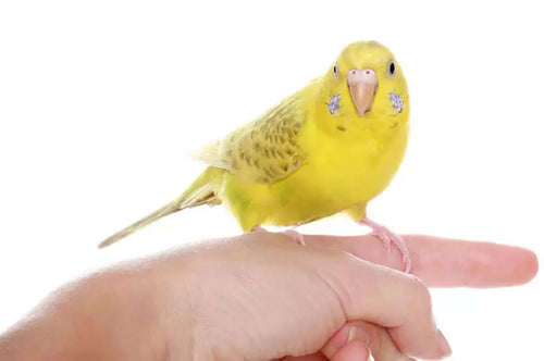 Choosing a Budgie That is More Likely to Talk