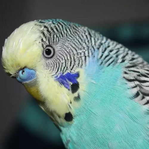 Start by naming all the items of food as your budgie eats, like an over-attentive waiter