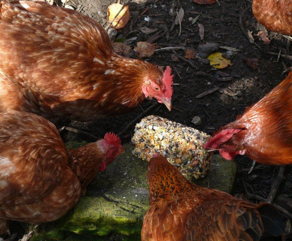 Poultry Seed Blocks are ideal gourmet chicken treats 