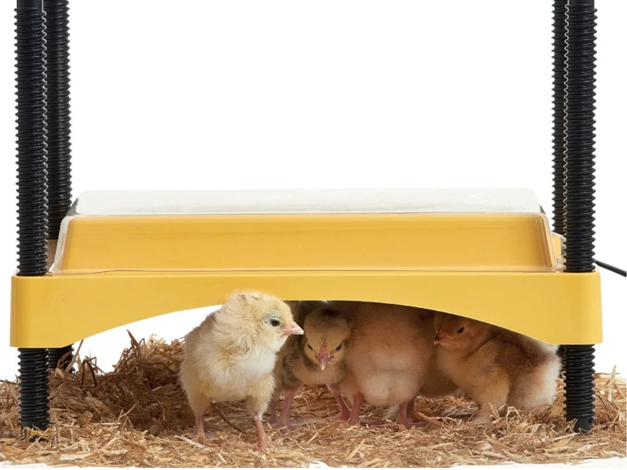the variables of hatching are what makes breeding poultry a challenge