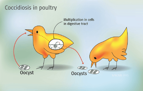 coccidiosis in poultry