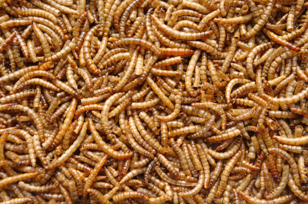 Mealworm Treats are a big hit with chickens