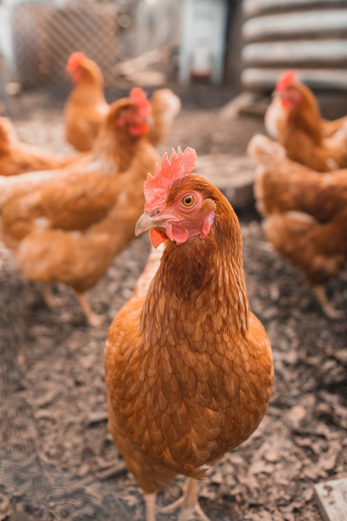 Chicken Feed: Look for Ruminant Proteins Avoid Synthetic Proteins