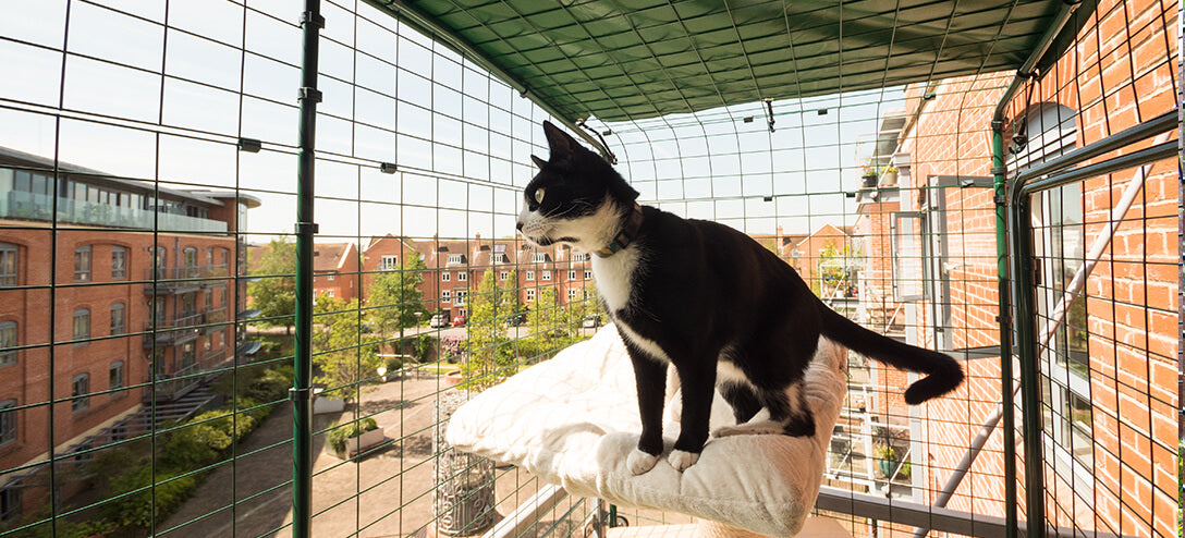 A balcony enclosure gives your cat safe access to outdoors