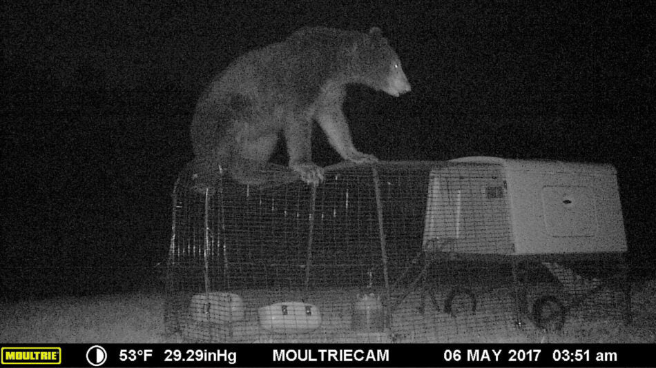 Another motion camera captures a heavy bear failing to access the Eglu Cube